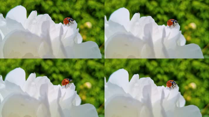 一朵白花上的红瓢虫