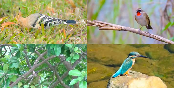 森林中10种鸟类