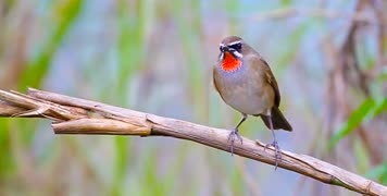 森林中10种鸟类