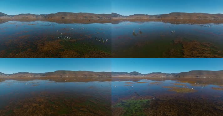 湖泊水鸟视频云南香格里拉纳帕海保护区