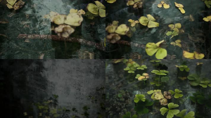 【4K】水中落叶