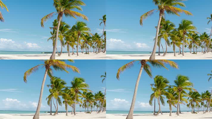 海滩棕榈树在热带微风中摇曳