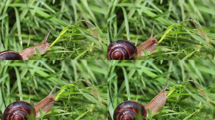 草丛中爬行的蜗牛