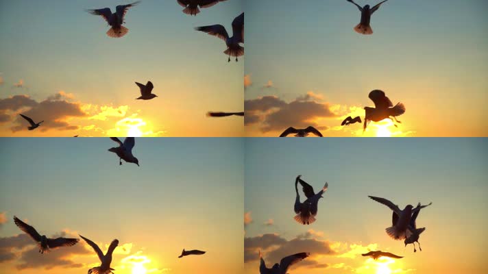 黄昏夕阳鸽子飞翔
