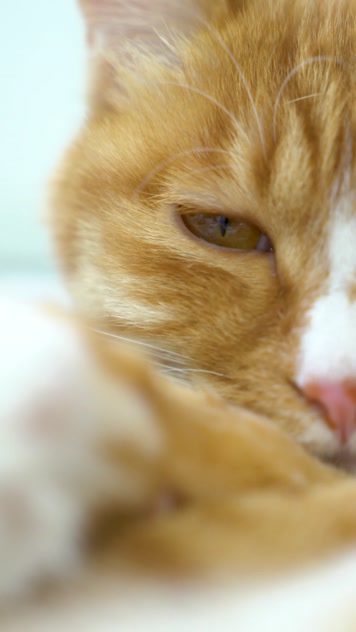 小猫宠物猫橘猫 小猫宠物猫橘猫