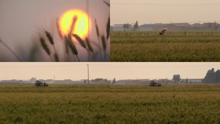 大片小麦田野乡间种植小麦远处的村庄