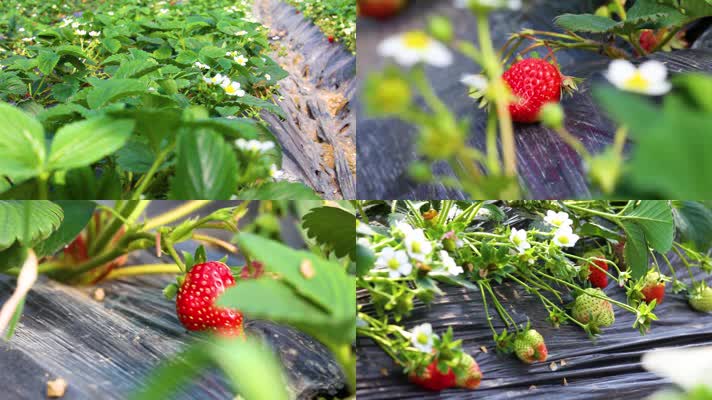草莓、草莓种植、摘草莓