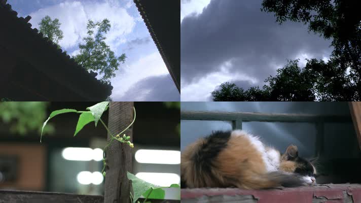 故宫阴雨天慵懒的猫