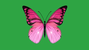 【4K】蝴蝶绿幕