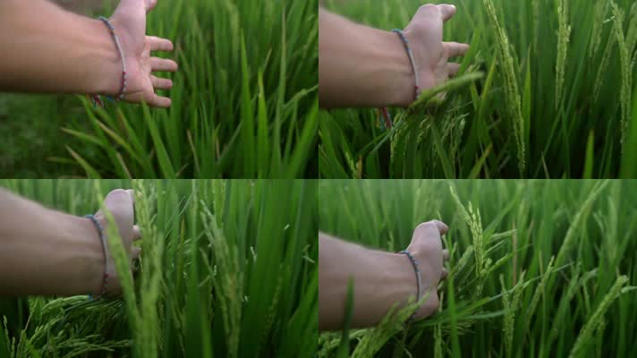 手触摸水稻