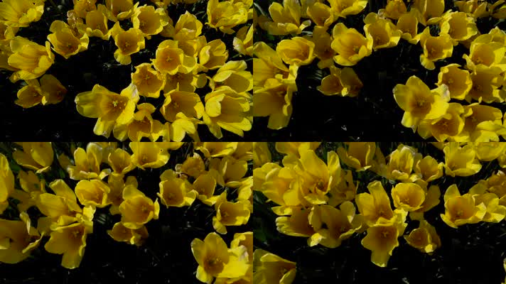 【4K】超清黄色郁金香风中摇摆绽放