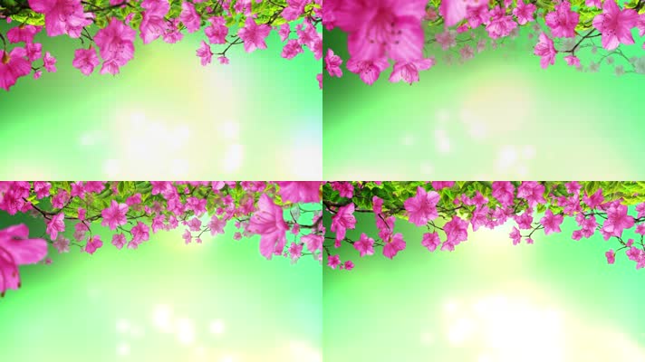 【4K】鲜花背景