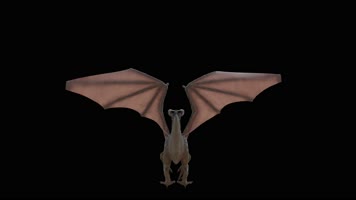 西方龙 恐龙 火龙 龙族 龙 飞翔的龙 飞龙翼