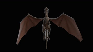 西方龙 恐龙 火龙 龙族 龙 飞翔的龙 飞龙翼