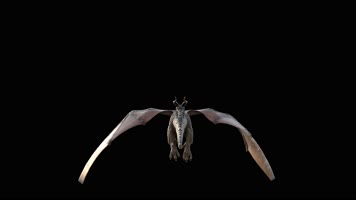 西方龙 恐龙 火龙 龙族 龙 飞翔的龙 飞龙翼