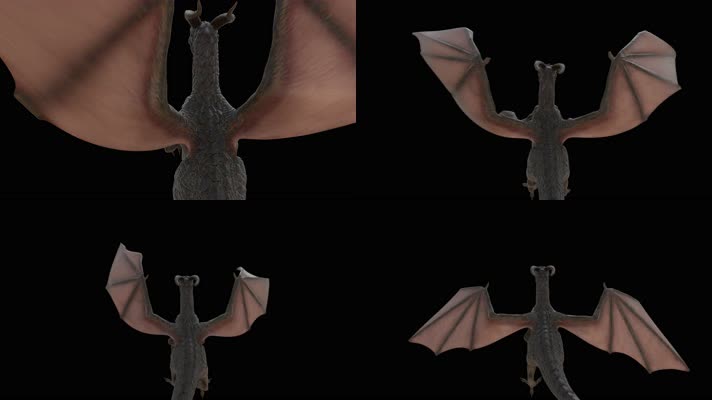 西方龙 恐龙 火龙 龙族 龙 飞翔的龙 飞龙翼