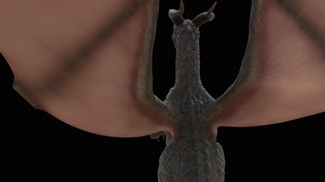 西方龙 恐龙 火龙 龙族 龙 飞翔的龙 飞龙翼