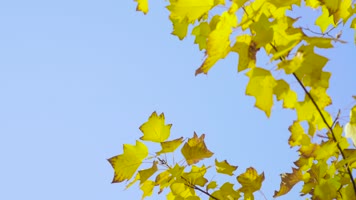 秋季美景4K原创商用无忧