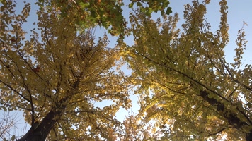 仰拍金秋银杏树树叶飘落