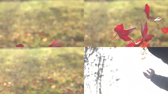 慢镜头金秋红色枫叶飘落