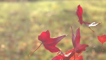 慢镜头金秋红色枫叶飘落
