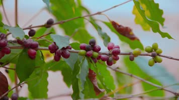 咖啡种植视频野外咖啡果实咖啡树 咖啡种植视频野外咖啡果实咖啡树