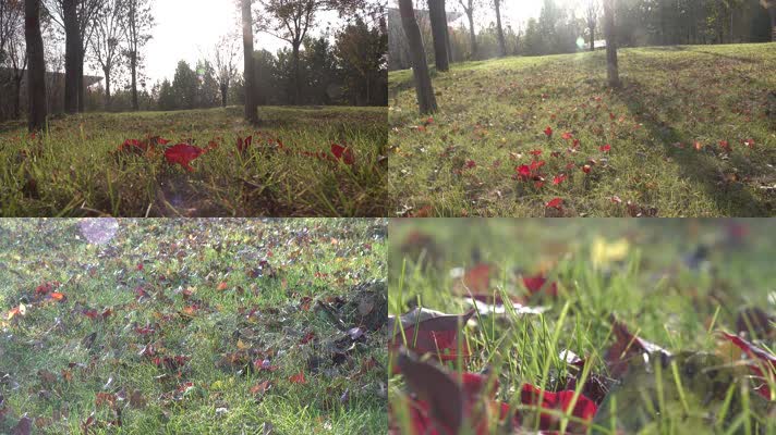 金秋树林草地上的红枫落叶