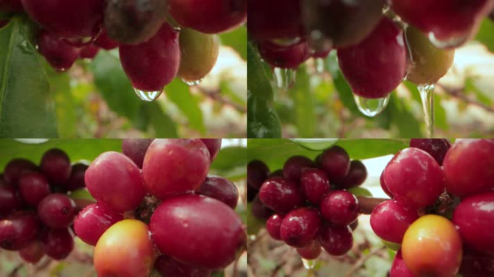 咖啡种植视频野外咖啡果实水滴特写