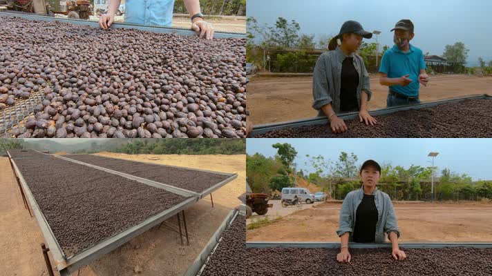 晾晒咖啡豆视频咖啡厂家咖啡豆晾晒架
