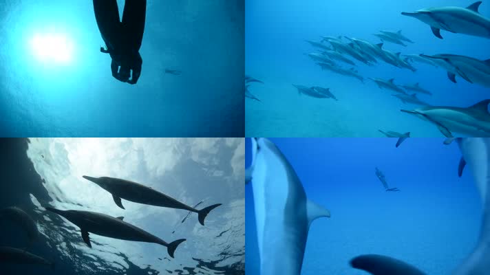 海洋生态 海豚 海洋环境 