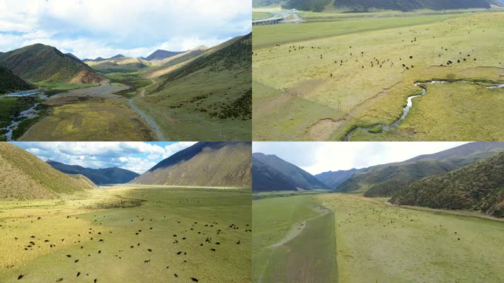 4K航拍宏伟中国青藏高原草原风景牦牛群