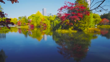 秋叶校园秋天公园枫树秋天落叶素材小清新