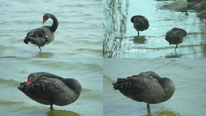 在湖中休息的黑天鹅