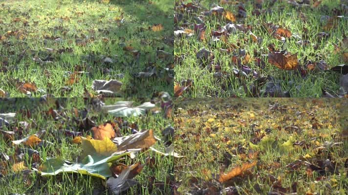 金秋草坪落叶