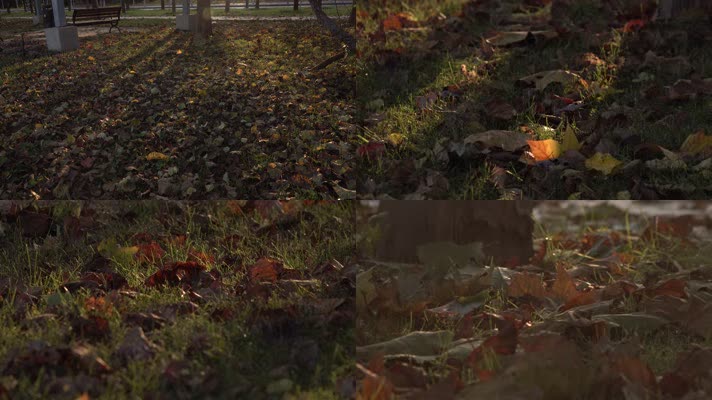 金秋公园草坪树林落叶