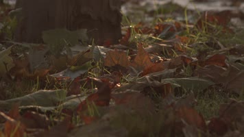 金秋公园草坪树林落叶