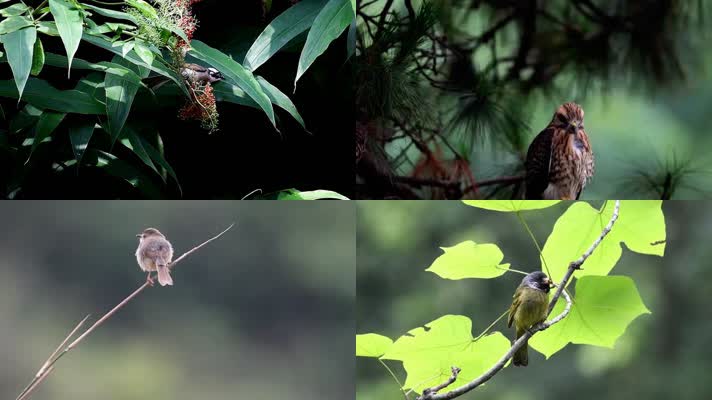 小鸟百态树林树枝小鸟鸟鸣视频素材集