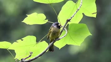 小鸟百态树林树枝小鸟鸟鸣视频素材集