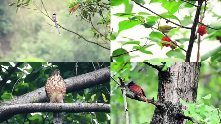 小鸟百态树林树枝小鸟鸟鸣视频素材集