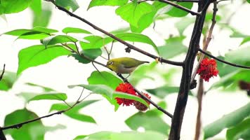 小鸟百态树林树枝小鸟鸟鸣视频素材集