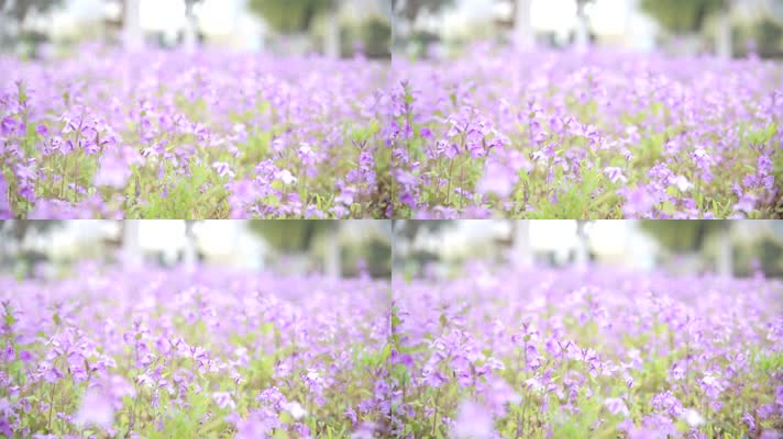 二月兰紫色花朵