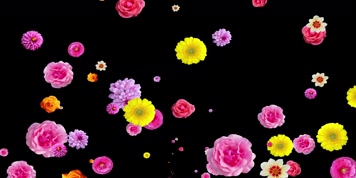 鲜花怒放透明通道 鲜花怒放透明通道