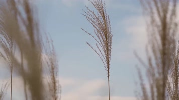 唯美逆光芦苇意境视频芦苇草丛黄昏落日 唯美逆光芦苇意境视频芦苇草丛黄昏落日