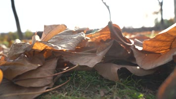 秋季风吹落叶飘零落叶飘落缤纷