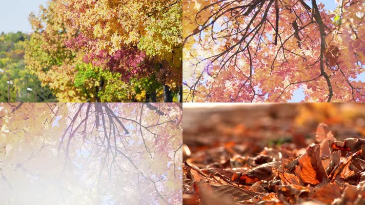 唯美金秋金黄树叶金秋十月