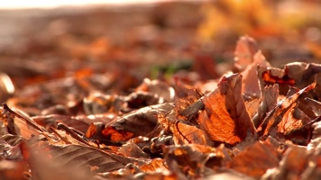 唯美金秋金黄树叶金秋十月