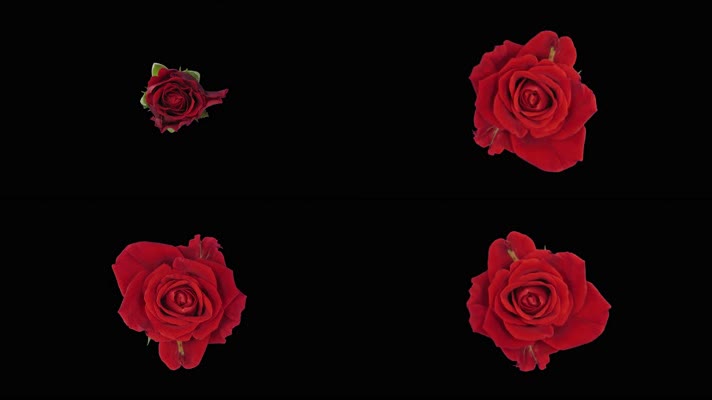 【4K】红玫瑰