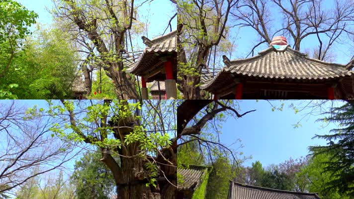 4K唐楸宋槐古树参天