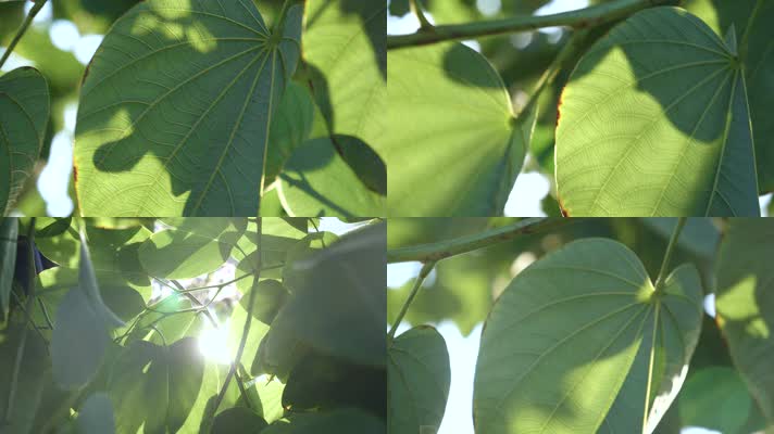 阳光透过树叶唯美空镜