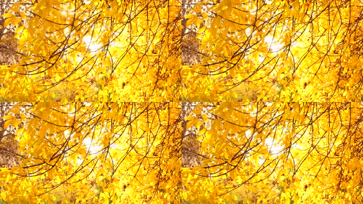 秋天金黄色的阳光与树叶